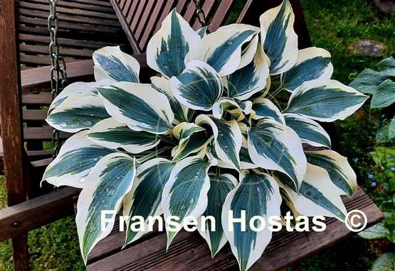 Hosta Blue Ivory